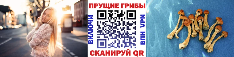 Купить закладки  Вытегра  Псилоцибиновые грибы GOLDEN TEACHER 